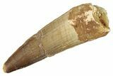 Fossil Spinosaurus Tooth - Real Dinosaur Tooth #221330-1